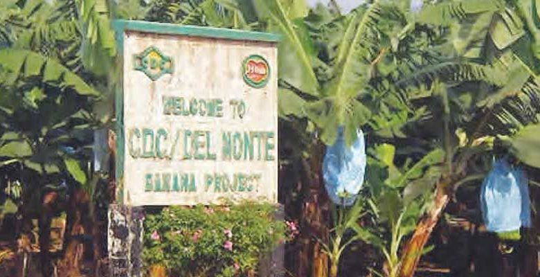 Rebuilding Cameroon&rsquo;s Export Market