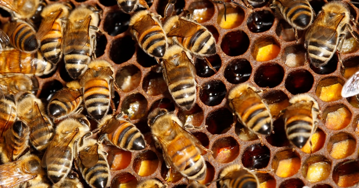 Bee Farming Provides Jobs in Cameroon