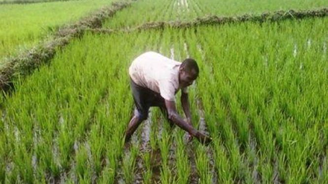 Cameroon Bets on Large-Scale Rice Farming to Cut Its Growing Import Gap