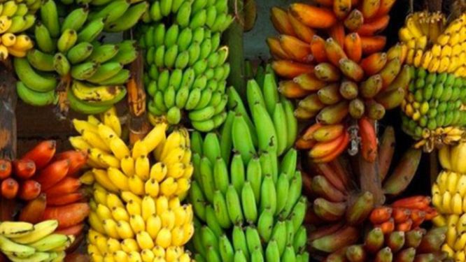 Cameroon&rsquo;s Banana Exports Jump 36% in January, Driven by French-Owned Firms