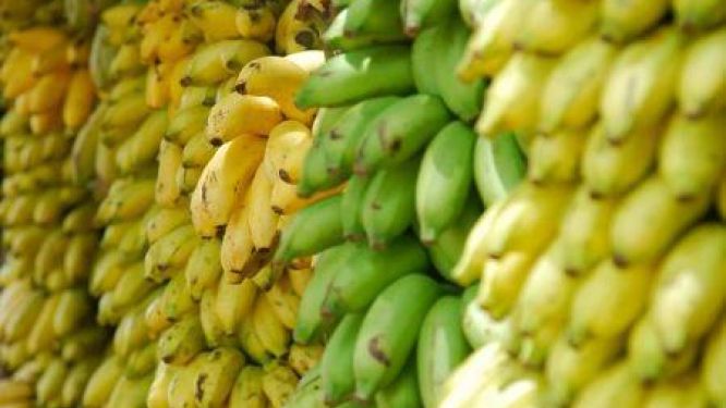 Cameroon Banana Shipments Jump 20% in First Five Months of 2026